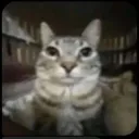 lairameconsume9999 avatar