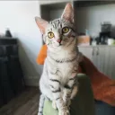 vivian_hu