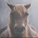 Avatar for BusterHop