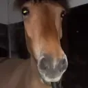 rinkarimot0