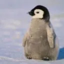 pengys avatar