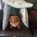 duckyking