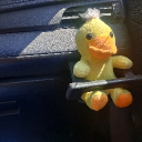 avatar coyeye_coyeye