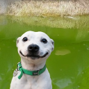 User icon