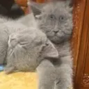 Аватар charch1k