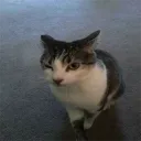 Аватар umnyivanekshlepa