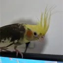 fleisr