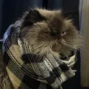 slazzybear