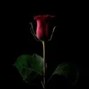 confident_guava_59187