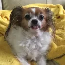 richardnguyenphatthe