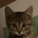 lsijt
