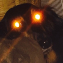 長すぎるイッヌ