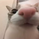 einaattori profile picture