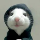 noobitoyt