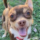 cooldoggy05
