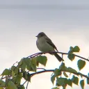 skybirdz avatar