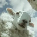 lehth