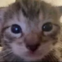 gatogatogatogatogatogato avatar