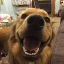 _pupps
