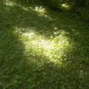 lilbigtree