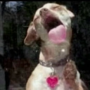 avatar 𝒩𝒾𝒸𝑜𝓁𝑒-𝓋𝒾𝒸𝓉𝑜𝓇𝒾𝒶