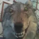mrelgigante