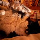 avatar _Ħãįłêý_