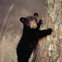sunbear99999