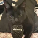 senzbeats