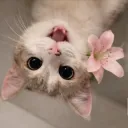 eevyl