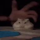popeyeschickenbiscuit