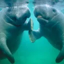 manatee321