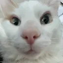 safiibearz