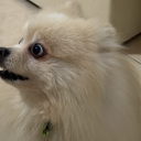 avatar Rubyccino Ch 🧸