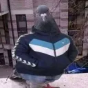 3asfoor.69 avatar