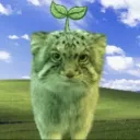 sogg_