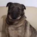 lurioffical