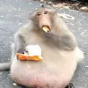 phatstuppid