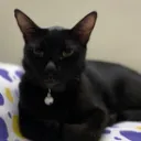 .wadude