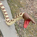 Slyther