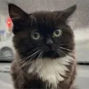 Аватар lokki1211