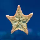 starfishcollective