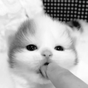 avatar bitlisli stalin