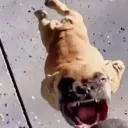 strept_