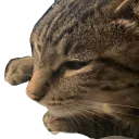 jussadude4727