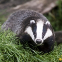 avatar Badger