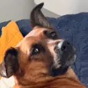 potatomcspudface