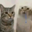 avatar meow