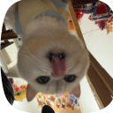 avatar Đăng
