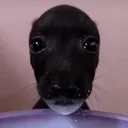 pyedro.